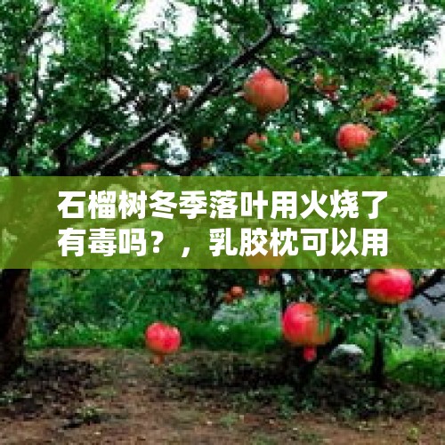 石榴树冬季落叶用火烧了有毒吗？，乳胶枕可以用火烧的方法来辨别真假吗？