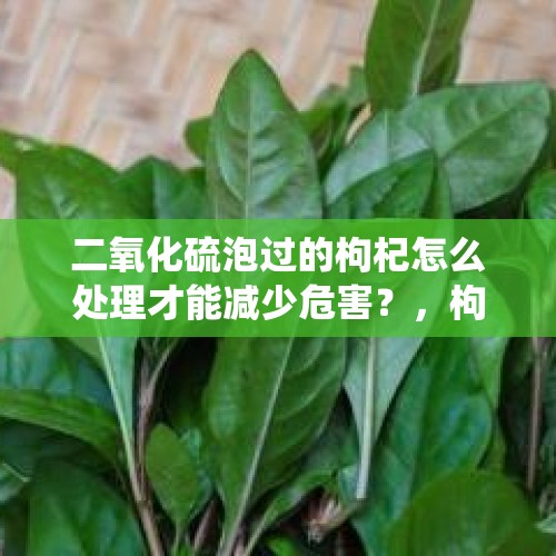 二氧化硫泡过的枸杞怎么处理才能减少危害？，枸杞的叶子上有好多突起，像泡泡，是不是寄生的虫子在里面？