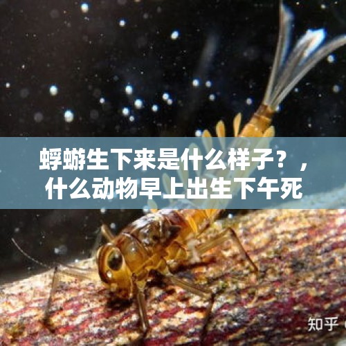 蜉蝣生下来是什么样子？，什么动物早上出生下午死？