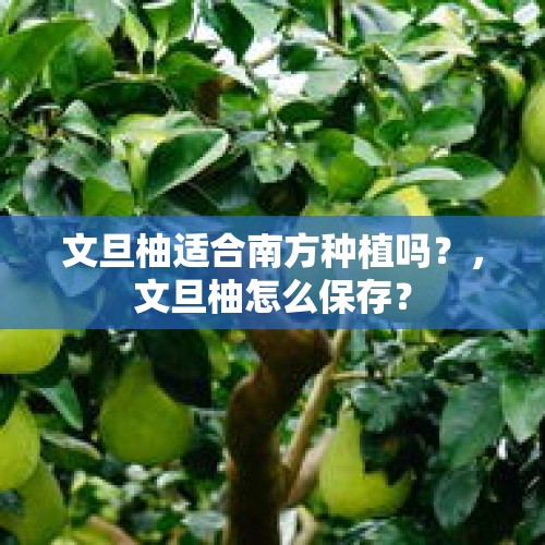 文旦柚适合南方种植吗？，文旦柚怎么保存？