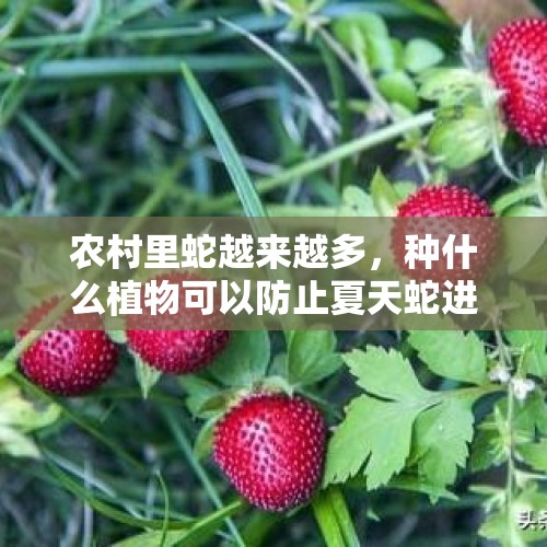 农村里蛇越来越多，种什么植物可以防止夏天蛇进院子？，金钱豹闹市淡定行走