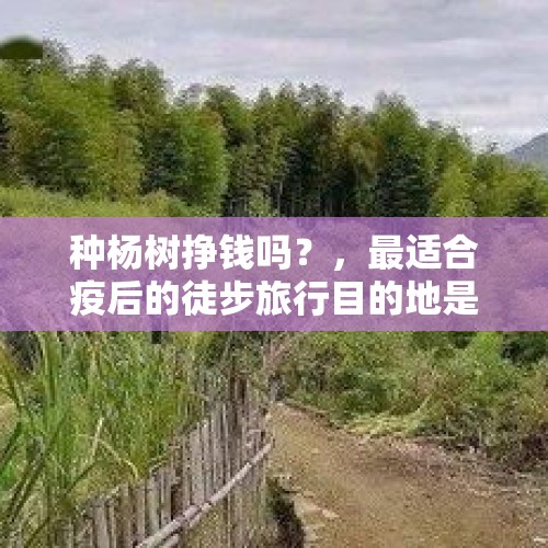 种杨树挣钱吗？，最适合疫后的徒步旅行目的地是哪里？