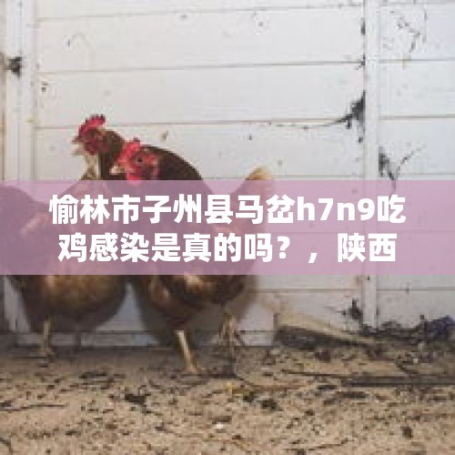 愉林市子州县马岔h7n9吃鸡感染是真的吗？，陕西两网民散布非洲猪瘟疫情不实虚假信息被处罚。你怎么看？