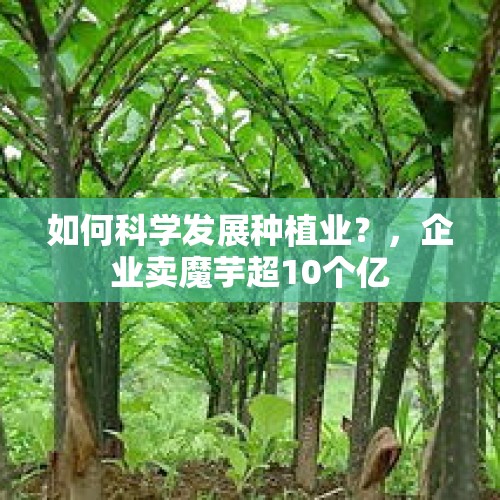 如何科学发展种植业？，企业卖魔芋超10个亿