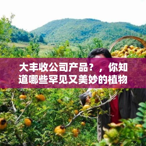 大丰收公司产品？，你知道哪些罕见又美妙的植物？