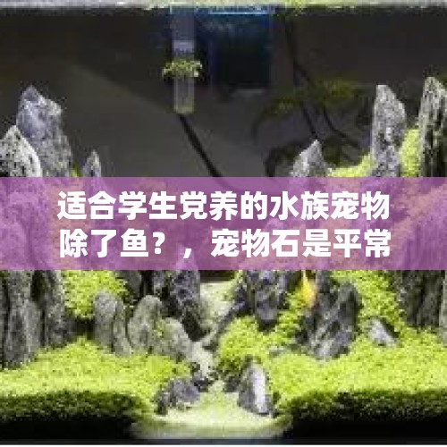 适合学生党养的水族宠物除了鱼？，宠物石是平常石头吗？