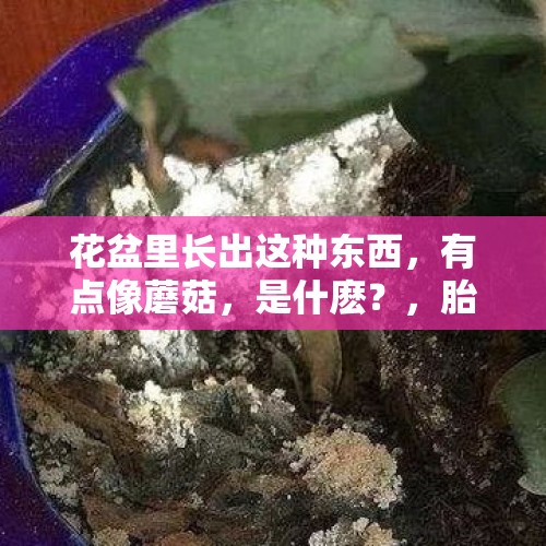 花盆里长出这种东西，有点像蘑菇，是什麽？，胎中胎是什么原因造成？