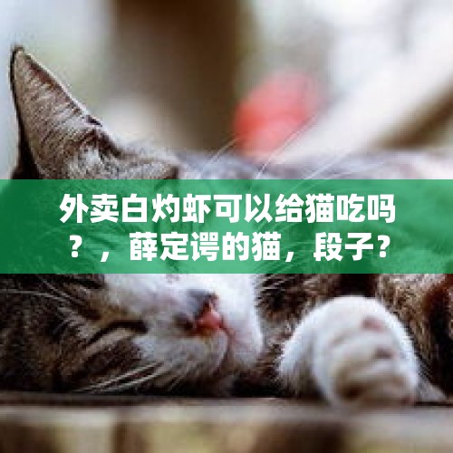 外卖白灼虾可以给猫吃吗？，薛定谔的猫，段子？