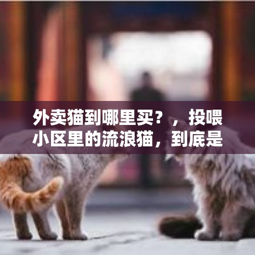 外卖猫到哪里买？，投喂小区里的流浪猫，到底是善心还是伪善？