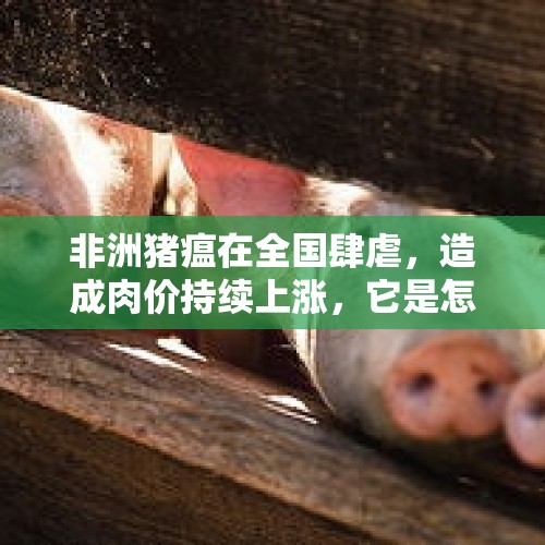 非洲猪瘟在全国肆虐，造成肉价持续上涨，它是怎么传入国内的，就没有效控制办法了吗？，非洲水果上中国餐桌