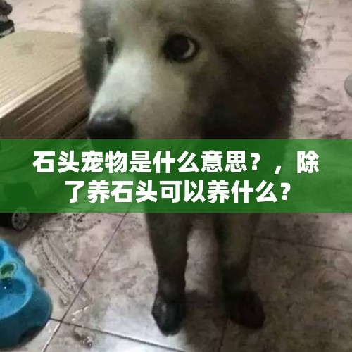 石头宠物是什么意思？，除了养石头可以养什么？