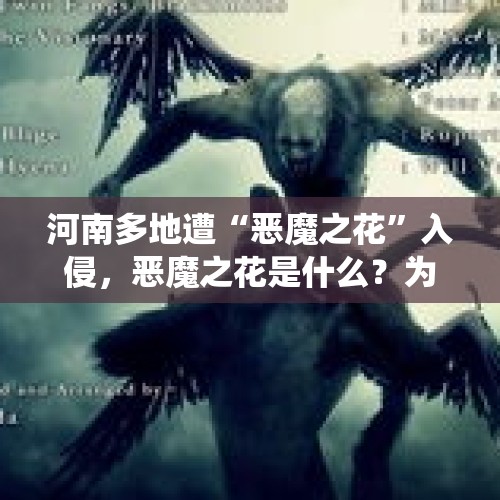 河南多地遭“恶魔之花”入侵，恶魔之花是什么？为什么引起重视？，河南隐翅虫泛滥的原因？