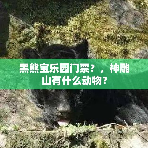 黑熊宝乐园门票？，神雕山有什么动物？