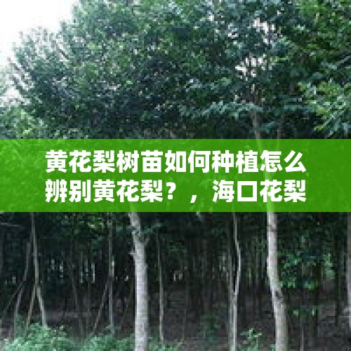 黄花梨树苗如何种植怎么辨别黄花梨？，海口花梨王被吹倒