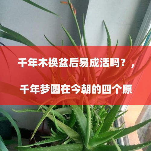 千年木换盆后易成活吗？，千年梦圆在今朝的四个原因
？