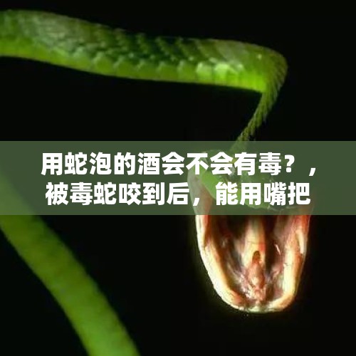 用蛇泡的酒会不会有毒？，被毒蛇咬到后，能用嘴把蛇毒吸出来吗？