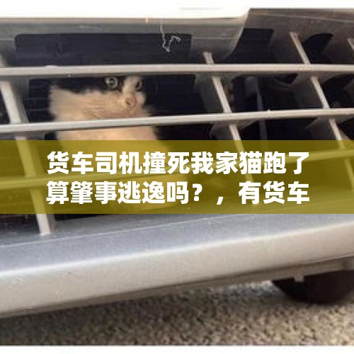 货车司机撞死我家猫跑了算肇事逃逸吗？，有货车，猫，3个圈证书是什么成语？