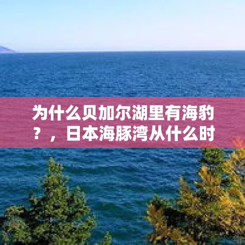 为什么贝加尔湖里有海豹？，日本海豚湾从什么时候开始？