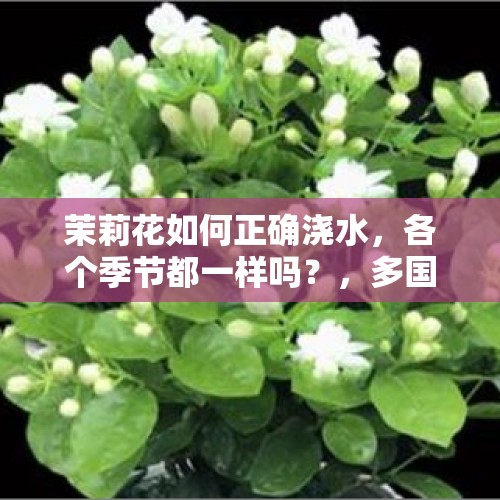 茉莉花如何正确浇水，各个季节都一样吗？，多国举办中秋活动