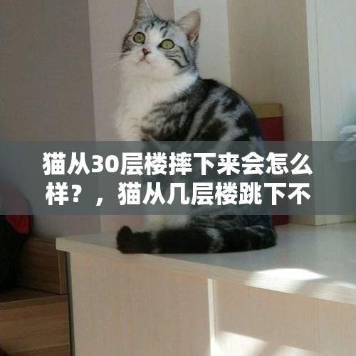 猫从30层楼摔下来会怎么样？，猫从几层楼跳下不会死？