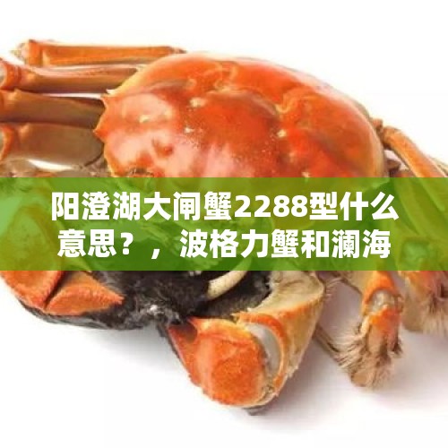 阳澄湖大闸蟹2288型什么意思？，波格力蟹和澜海大闸蟹哪个贵？