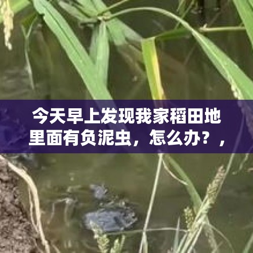 今天早上发现我家稻田地里面有负泥虫，怎么办？，水稻秧苗叶尖上出现黑虫吸食叶肉是什么虫？