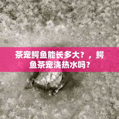 茶宠鳄鱼能长多大？，鳄鱼茶宠浇热水吗？