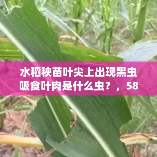 水稻秧苗叶尖上出现黑虫吸食叶肉是什么虫？，588ig与588i的区别？