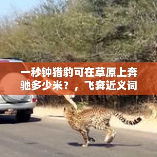 一秒钟猎豹可在草原上奔驰多少米？，飞奔近义词？