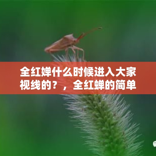 全红婵什么时候进入大家视线的？，全红蝉的简单介绍。？