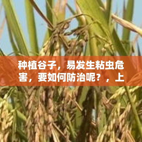 种植谷子，易发生粘虫危害，要如何防治呢？，上万亩稻谷颗粒无收