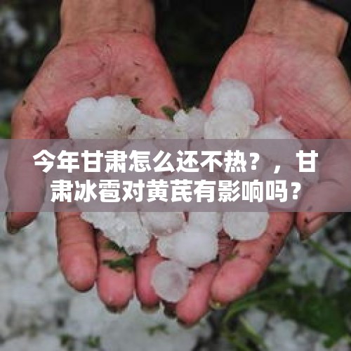 今年甘肃怎么还不热？，甘肃冰雹对黄芪有影响吗？