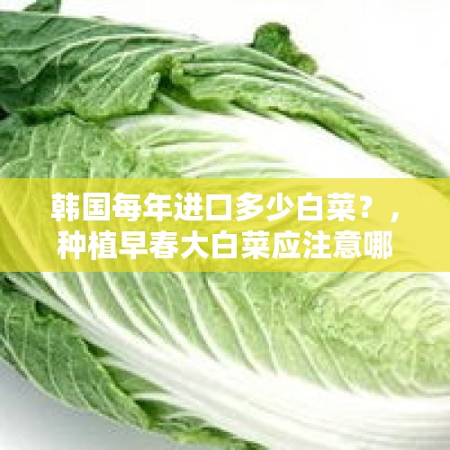 韩国每年进口多少白菜？，种植早春大白菜应注意哪些问题？