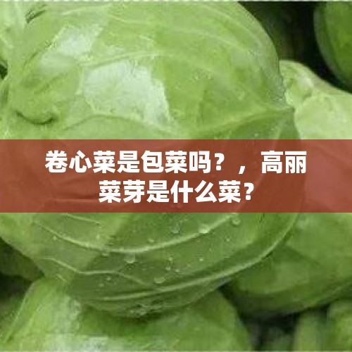 卷心菜是包菜吗？，高丽菜芽是什么菜？