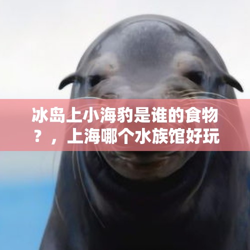 冰岛上小海豹是谁的食物？，上海哪个水族馆好玩？