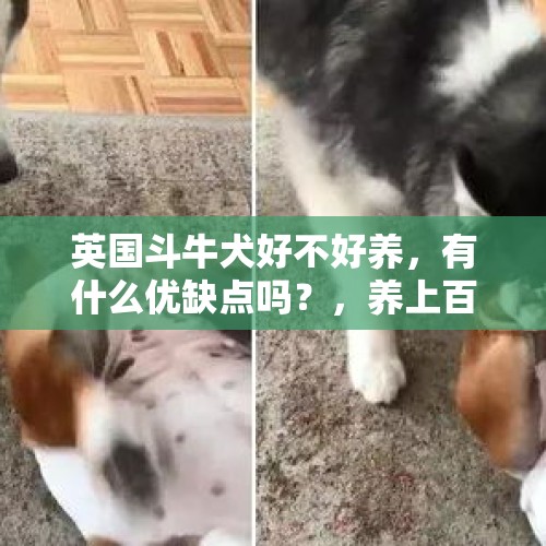 英国斗牛犬好不好养，有什么优缺点吗？，养上百斤水牛当宠物