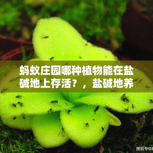 蚂蚁庄园哪种植物能在盐碱地上存活？，盐碱地养殖海鲜是真的吗？