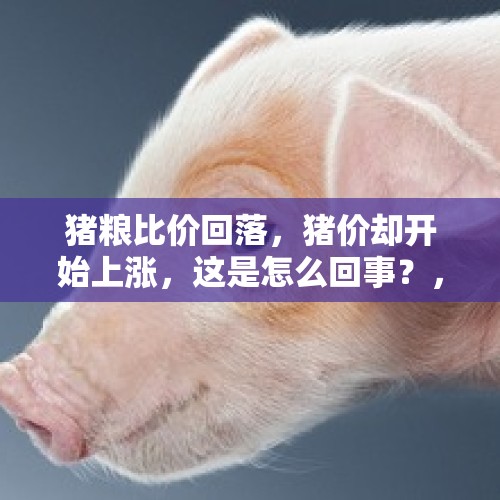 猪粮比价回落，猪价却开始上涨，这是怎么回事？，重庆车展，长安福特交出了怎样的成绩？