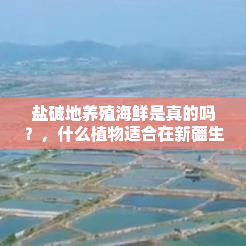 盐碱地养殖海鲜是真的吗？，什么植物适合在新疆生长？