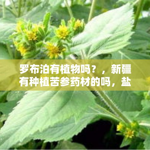 罗布泊有植物吗？，新疆有种植苦参药材的吗，盐碱地种植什么药材好？