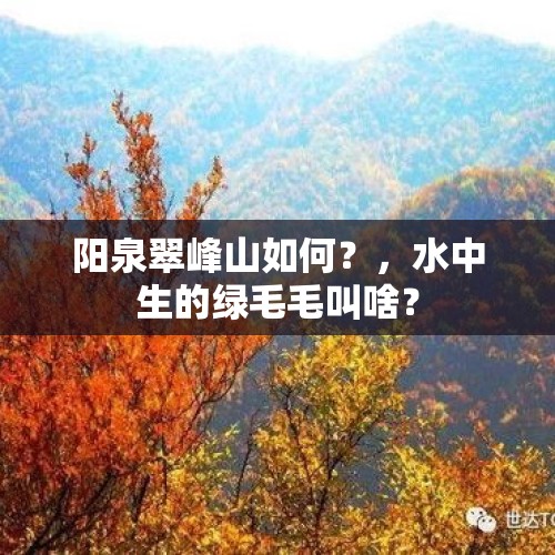 阳泉翠峰山如何？，水中生的绿毛毛叫啥？