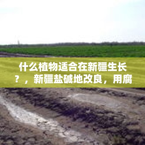 什么植物适合在新疆生长？，新疆盐碱地改良，用腐殖酸可以吗？