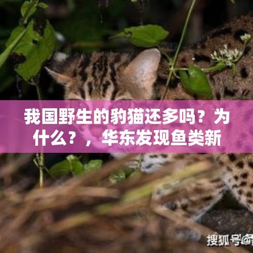 我国野生的豹猫还多吗？为什么？，华东发现鱼类新物种