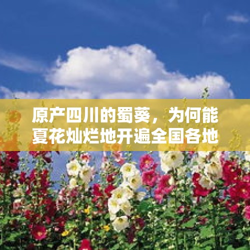 原产四川的蜀葵，为何能夏花灿烂地开遍全国各地？，我们国家新增的国家地质公园你准备去哪里旅游？