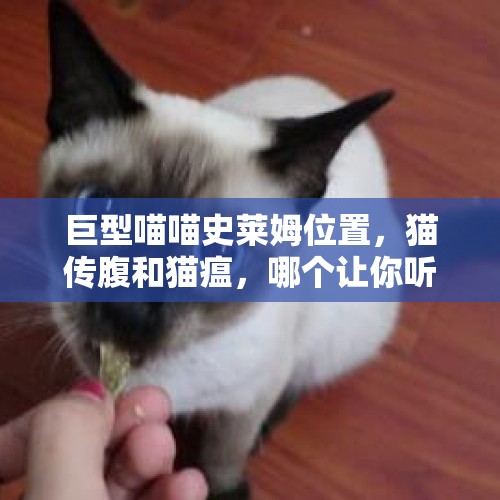 巨型喵喵史莱姆位置，猫传腹和猫瘟，哪个让你听到会闻风丧胆？你会怎么办？