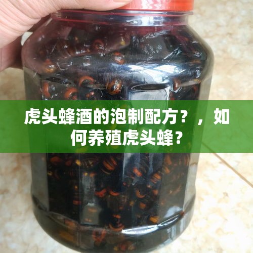 虎头蜂酒的泡制配方？，如何养殖虎头蜂？