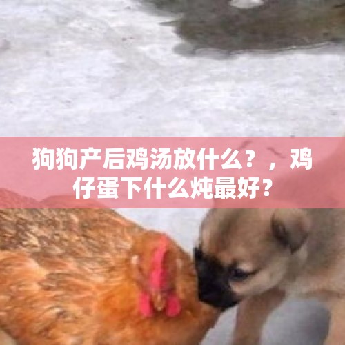 狗狗产后鸡汤放什么？，鸡仔蛋下什么炖最好？