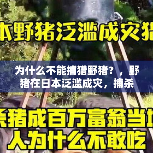 为什么不能捕猎野猪？，野猪在日本泛滥成灾，捕杀猎人成百万富翁，当地人为何无人敢吃？