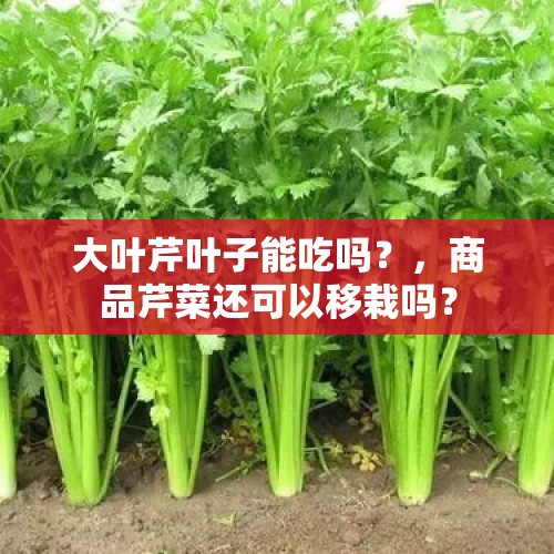 大叶芹叶子能吃吗？，商品芹菜还可以移栽吗？