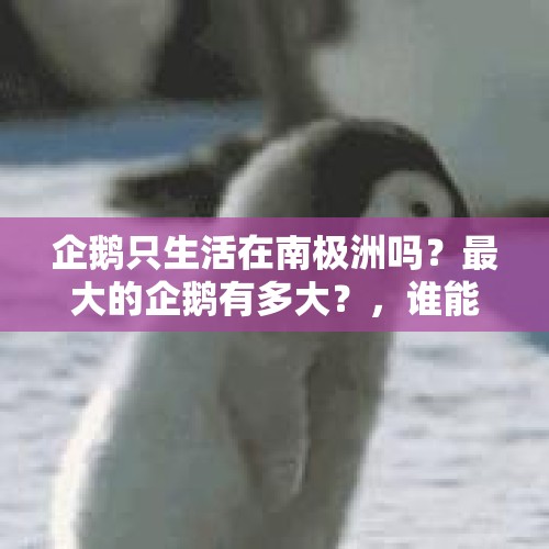 企鹅只生活在南极洲吗？最大的企鹅有多大？，谁能告诉我北极企鹅长什么样？